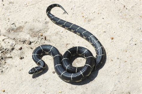 Do Kingsnakes Eat Spiders / King Of The Snakes Land Between The Lakes - Jumping spider feeding ...