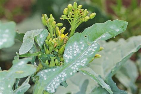 How to Spot and Get Rid of Whiteflies on Your Garden Plants