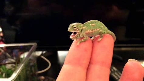 Cute Baby Chameleon