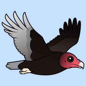 Turkey Vulture Clipart at GetDrawings | Free download