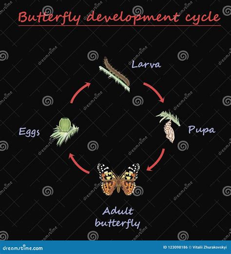 Butterfly Development Round Cycle Isolated on Black Background. Eggs ...