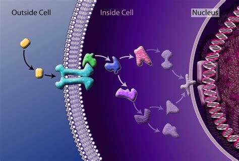 Living cells say: Can you hear me now? | MIT News | Massachusetts ...