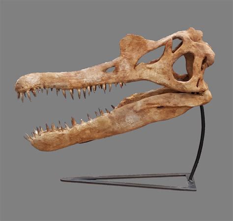 Spinosaurus Skull - Is It Real? How to Recognize Fossil Fabrications ...