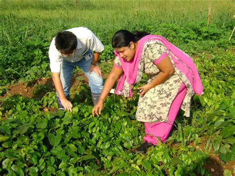 New project to boost yam production in West Africa – IITA Blogs