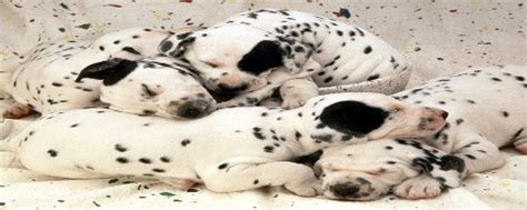 Dalmatian training tips and tricks ~ Dalmatian care and training