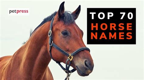 Top 70 Horse Names - Best Names For A Pet Horse (White, Arabian, Black ...