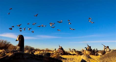 Early Goose Hunting Season Tips for Beginners - Wide Open Spaces