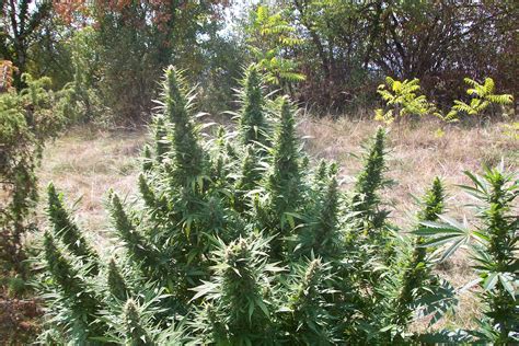 5 productive marijuana varieties for Outdoor | Blog Philosopher Seeds