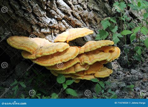 Orange edible mushroom stock photo. Image of color, mushroom - 71474554