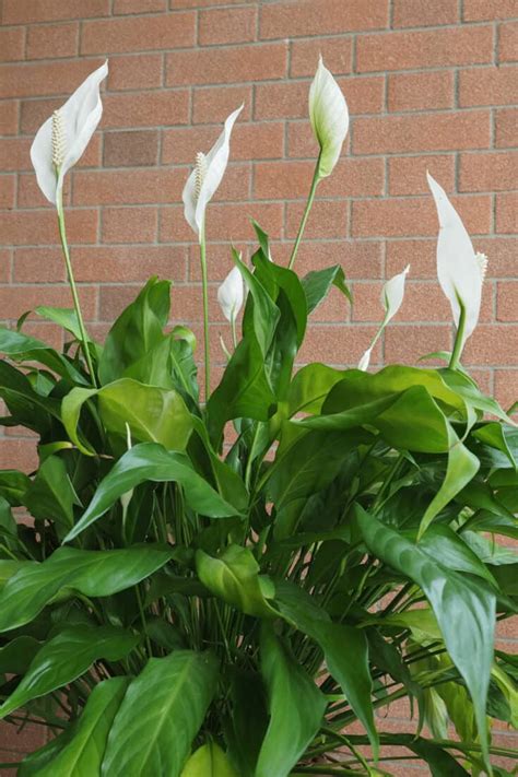 Peace Lily Yellow Leaves - 10 Reasons [+Best Remedies!]