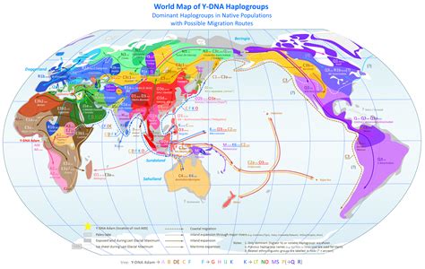 File:World Map of Y-DNA Haplogroups.png - Wikimedia Commons