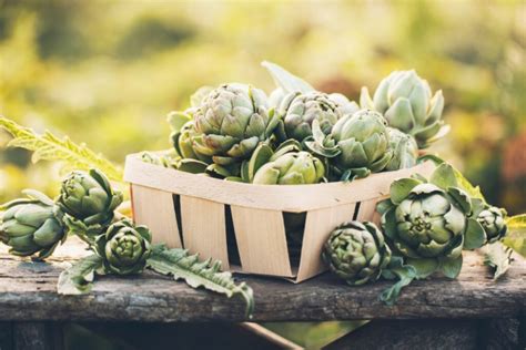 Artichoke Harvest And Storage - Gardender