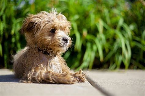 Maltipoo - The Ultimate Guide To The Maltese Poodle Mix