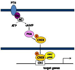 Transcriptional regulation of CREB on BMP2 gene in bone | Celia Scott ...