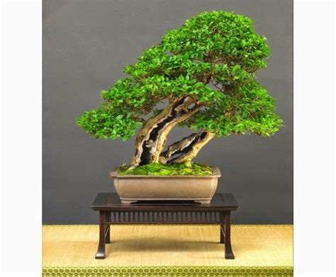 Chuyên đề: Làm cây Bonsai theo phong cách tự nhiên (Phần 4) - Cỏ Dại