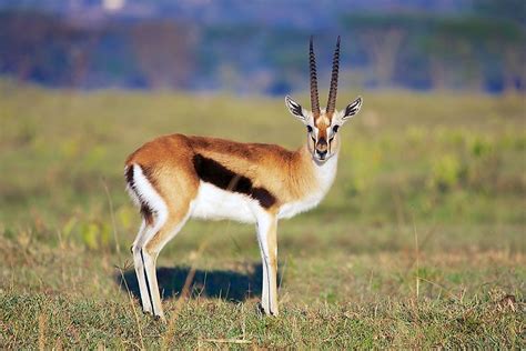 Gazelle Facts - Animals of the World - WorldAtlas