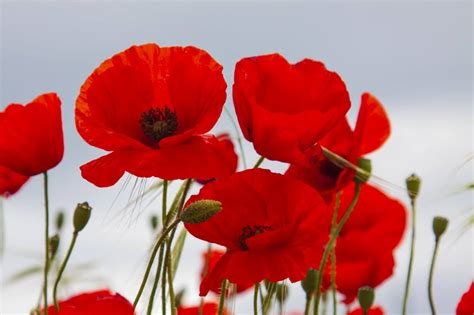 Types of remembrance poppy - theorywest