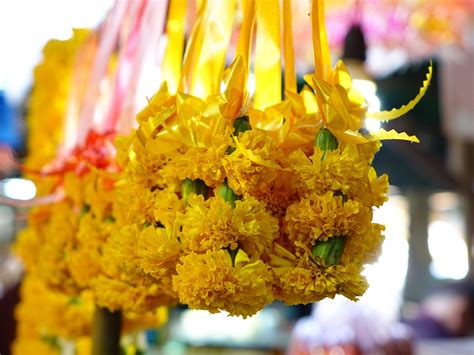 Free photo: Sampaguita Flowers, Thailand - Free Image on Pixabay - 547693