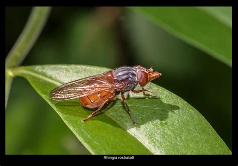 Ann Miles Website: Hoverflies