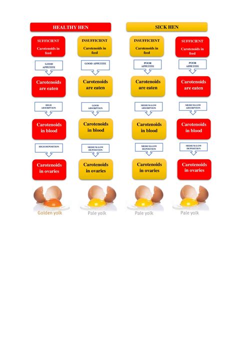 FACTORS INFLUENCING EGG YOLK AND ITS PIGMENTATION