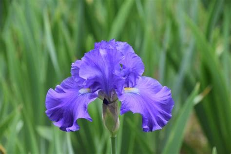 State Flower of Tennessee Celebrates 100 Years - Tennessee Home and Farm