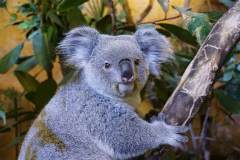 Neues Koala-Weibchen in Dresden - Zoo Dresden