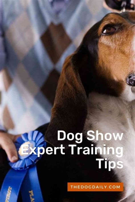 Expert Dog Training Tips From a Dog Show Handler