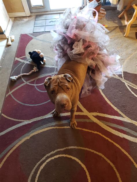 Halloween Costume in the making. Mama Bear is a ballerina : r/sharpei