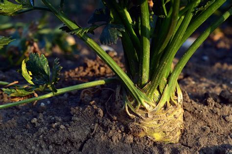 Pre-growing celery: How to sow the seeds - live-native.com