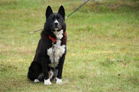 9 Awesome Russian Dog Breeds That Came From Russia