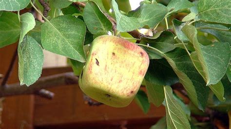 SQUARE APPLES & Square Tomatoes - Fun To Grow - Ca Chua Vuong & Tao Vuong - YouTube