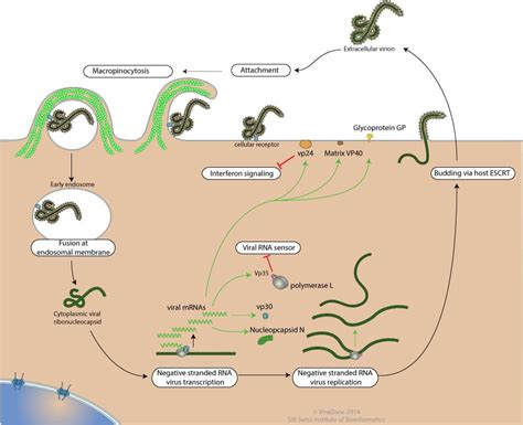 Replication of Ebola Virus