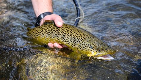 Top 5 Montana Fly Fishing Trips - Montana Angling Company