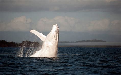 Beautiful Whale Photography (64 pics) - Izismile.com