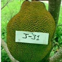 Best Jackfruit Varieties: Taste, Texture & Production ...