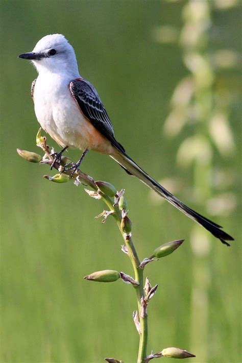 Dallas Trinity Trails: Scissor-tailed Flycatchers and Kingbirds In Texas Trinity River Corridor