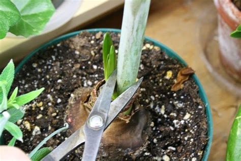 The Flower Bin: Amaryllis care after blooming