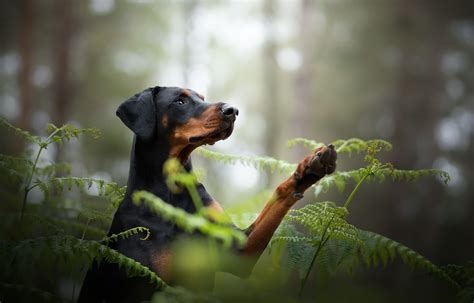 Doberman Puppy Hd Wallpapers - Infoupdate.org