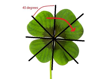 Radial Symmetry - The Definitive Guide | Biology Dictionary