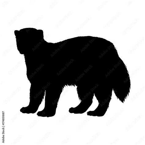 Wolverine silhouette. Black white icon. Vector illustration. Stock ...