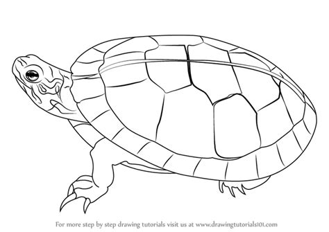 Learn How to Draw a Painted Turtle (Turtles and Tortoises) Step by Step : Drawing Tutorials