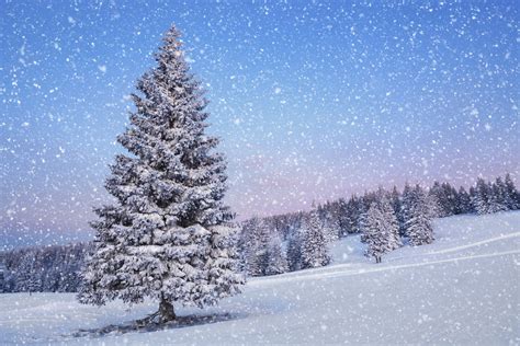 Download Pine Tree Snowfall Tree Snow Nature Winter HD Wallpaper