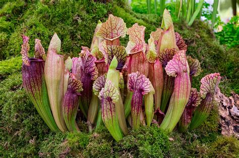 Carnivorous plants: the meat-eaters of the plant world | Natural History Museum