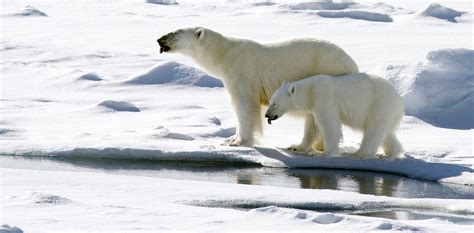 Polar bears unlikely to compensate for ice loss in summer