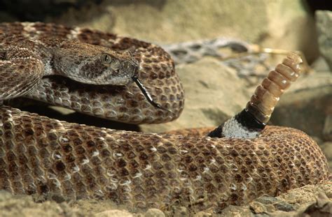 12 Remarkable Facts About Rattlesnakes