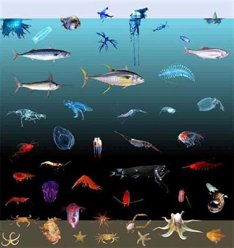 How does depth affect the color of marine animals? : Ocean Exploration ...