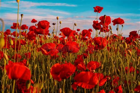 Red Poppies. Poppy Field in Full Bloom Against Sunlight. Remembrance ...