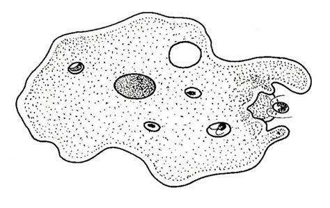 Phagocytosis Amoeba