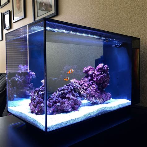 Saltwater Fish Tank Ideas at Lorraine Owens blog