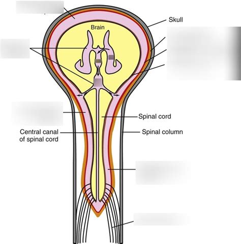 Meninges Diagram Diagram | Quizlet